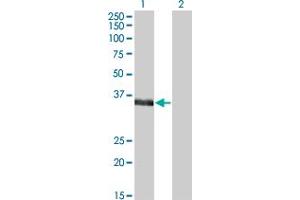 Western Blot analysis of MSI2 expression in transfected 293T cell line by MSI2 monoclonal antibody (M07), clone 2H5. (MSI2 抗体  (AA 1-328))