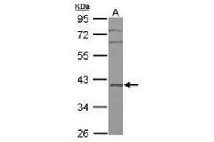 Image no. 1 for anti-BRX1, Biogenesis of Ribosomes, Homolog (BRIX1) (AA 34-250) antibody (ABIN1496967) (BRIX1 抗体  (AA 34-250))