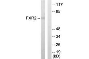 Western Blotting (WB) image for anti-Fragile X Mental Retardation, Autosomal Homolog 2 (FXR2) (AA 551-600) antibody (ABIN2889500) (FXR2 抗体  (AA 551-600))