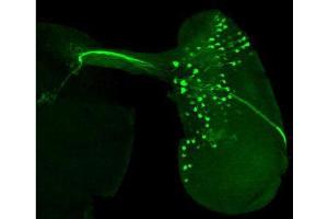 Immunofluorescence (IF) image for anti-Green Fluorescent Protein (GFP) antibody (ABIN349609)