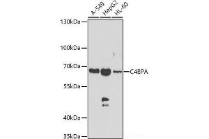 Western blot analysis of extracts of various cell lines using C4BPA Polyclonal Antibody at dilution of 1:1000. (C4BPA 抗体)