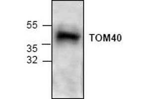 Image no. 1 for anti-Translocase of Outer Mitochondrial Membrane 40 Homolog (TOMM40) antibody (ABIN127330) (TOMM40 抗体)