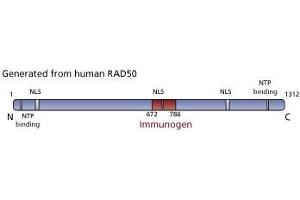 Image no. 3 for anti-RAD50 Homolog (S. Cerevisiae) (RAD50) (AA 672-786) antibody (ABIN968313) (RAD50 抗体  (AA 672-786))