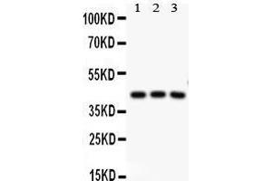 Anti-CREB Picoband antibody,  All lanes: Anti CREB  at 0. (CREB1 抗体  (AA 1-177))
