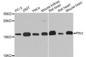 Western Blotting (WB) image for anti-Peptidylprolyl Cis/trans Isomerase, NIMA-Interacting 1 (PIN1) (AA 1-163) antibody (ABIN3022930)