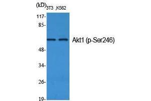 Western Blot (WB) analysis of specific cells using Phospho-Akt1 (S246) Polyclonal Antibody. (AKT1 抗体  (pSer246))