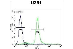 VITRN Antibody (C-term) (ABIN654464 and ABIN2844197) flow cytometric analysis of  cells (right histogram) compared to a negative control cell (left histogram). (Vitrin 抗体  (C-Term))