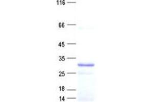 Validation with Western Blot (MOB2 Protein (His tag))