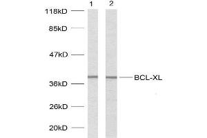 Western blot analysis using BCL-XL (Ab-62) antibody (E021061). (BCL2L1 抗体)