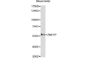 Western blot analysis of extracts of mouse testis, using ZNF177 antibody. (ZNF177 抗体)
