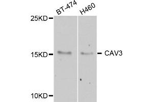 Western blot analysis of extracts of various cell lines, using CAV3 antibody (ABIN5974782) at 1/1000 dilution. (Caveolin 3 抗体)