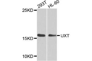 Western blot analysis of extracts of various cell lines, using UXT antibody (ABIN1875305) at 1:1000 dilution. (UXT 抗体)