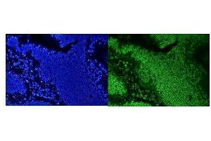IF analysis of HNRNPD using anti-HNRNPD antibody (ABIN7602590).