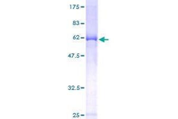 FAM62B Protein (AA 1-358) (GST tag)