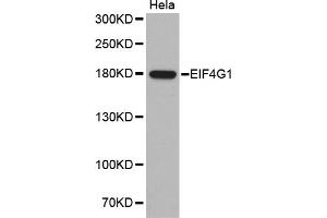 Western blot analysis of extracts of HeLa cells, using EIF4G1 antibody (ABIN5970323). (EIF4G1 抗体)