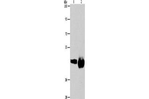 Western Blotting (WB) image for anti-CD38 antibody (ABIN2432799) (CD38 抗体)