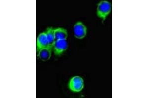 Immunofluorescent analysis of Hela cells using ABIN7153010 at dilution of 1:100 and Alexa Fluor 488-congugated AffiniPure Goat Anti-Rabbit IgG(H+L) (FSTL1 抗体  (AA 176-285))