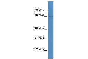 WB Suggested Anti-NR4A1 Antibody Titration: 1. (NR4A1 抗体  (C-Term))