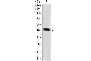 Western blot analysis using FGFR3 mAb against human FGFR3 (AA: 529-694) recombinant protein. (FGFR3 抗体  (AA 529-694))