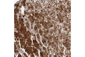 Immunohistochemical staining of human adrenal gland with KIAA1614 polyclonal antibody  shows strong positivity in cortical cells at 1:10-1:20 dilution. (KIAA1614 抗体)