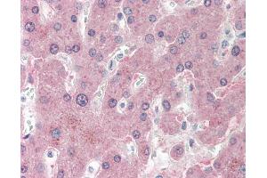 Anti-NNMT antibody IHC staining of human liver.