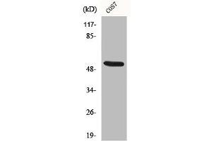 Western Blot analysis of COS7 cells using CD2BP2 Polyclonal Antibody (CD2BP2 抗体  (Internal Region))