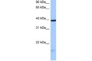 WB Suggested Anti-HS3ST5 Antibody Titration:  0.