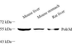 Western blot analysis of Polr3d (ABIN7075141) at dilution of 1: 500 (POLR3D 抗体)