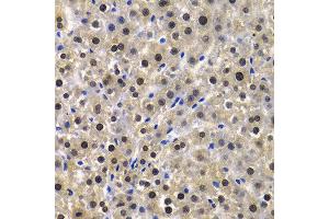 Immunohistochemistry (IHC) image for anti-Karyopherin (Importin) alpha 4 (KPNA4) (AA 1-240) antibody (ABIN3015855)
