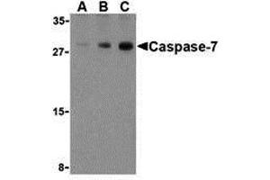 Western Blotting (WB) image for anti-Caspase 7, Apoptosis-Related Cysteine Peptidase (CASP7) (C-Term) antibody (ABIN1030318) (Caspase 7 抗体  (C-Term))