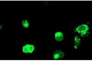 Anti-ENPEP mouse monoclonal antibody (ABIN2455324) immunofluorescent staining of COS7 cells transiently transfected by pCMV6-ENTRY ENPEP (RC210521). (ENPEP 抗体)