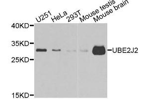 Western blot analysis of extracts of various cell lines, using UBE2J2 antibody (ABIN5974418) at 1/1000 dilution. (UBE2J2 抗体)