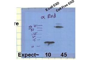 exd antibody - C-terminal region  validated by WB using Drosophila EXD constructs at 1:1000. (EXD (C-Term) 抗体)