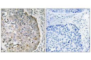 Immunohistochemistry (IHC) image for anti-Mitochondrial Ribosome Recycling Factor (MRRF) (C-Term) antibody (ABIN1852052) (MRRF 抗体  (C-Term))