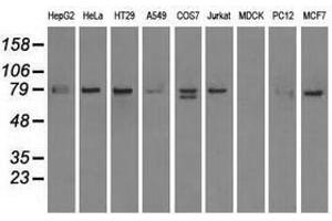 Image no. 3 for anti-SCY1-Like 3 (SCYL3) antibody (ABIN1500834) (SCYL3 抗体)