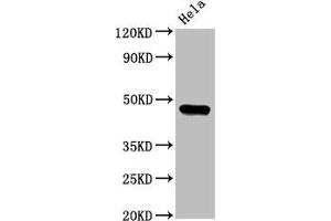 Western Blot Positive WB detected in: Hela whole cell lysate All lanes: CSNK1E antibody at 3. (CK1 epsilon 抗体  (Isoform epsilon))
