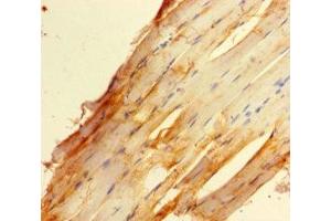 Immunohistochemistry (IHC) image for anti-Zinc Finger, BED-Type Containing 1 (ZBED1) (AA 1-210) antibody (ABIN7176020)