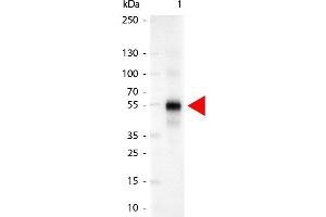 Western Blot of Alkaline Phosphatase Conjugated Goat anti-Human IgG Gamma Chain antibody. (山羊 anti-人 IgG (Heavy Chain) Antibody (Alkaline Phosphatase (AP)) - Preadsorbed)