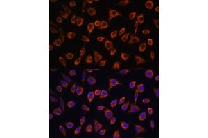Immunofluorescence analysis of L929 cells using MRPL43 antibody (ABIN7268573) at dilution of 1:100. (MRPL43 抗体  (AA 80-155))