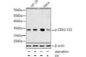 Western blot analysis of extracts of HT-29 and HeLa cells using Phospho-CDK1(Y15) Polyclonal Antibody at dilution of 1:1000. (CDK1 抗体  (pTyr15))