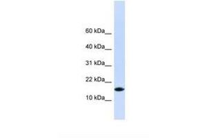 Image no. 1 for anti-Pleckstrin Homology-Like Domain, Family A, Member 3 (PHLDA3) (AA 38-87) antibody (ABIN6739017)