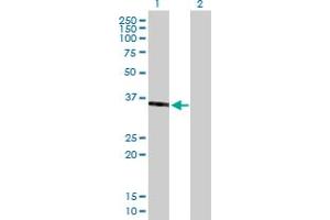 Western Blot analysis of SPON2 expression in transfected 293T cell line by SPON2 MaxPab polyclonal antibody. (SPON2 抗体  (AA 1-331))