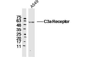A549 lysates probed with C3a Receptor Polyclonal Antibody, Unconjugated  at 1:300 dilution and 4˚C overnight incubation. (C3AR1 抗体  (AA 401-482))