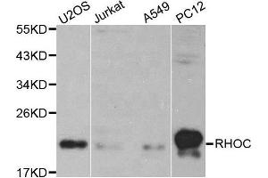 Western blot analysis of extracts of various cell lines, using RHOC antibody.