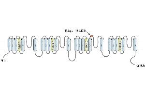 Representative domain view of the target of ABIN7581964.