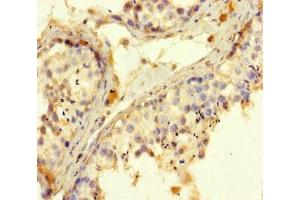 Immunohistochemistry of paraffin-embedded human testis tissue using ABIN7168424 at dilution of 1:100 (ROPN1 抗体  (AA 1-212))