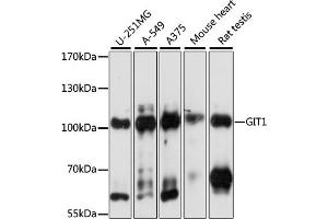 Western blot analysis of extracts of various cell lines, using GIT1 antibody (ABIN7267383) at 1:1000 dilution. (GIT1 抗体  (AA 460-640))