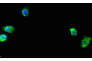 Immunofluorescent analysis of Hela cells using ABIN7166201 at dilution of 1:100 and Alexa Fluor 488-congugated AffiniPure Goat Anti-Rabbit IgG(H+L) (SEC23A 抗体  (AA 424-569))