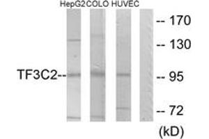 Western blot analysis of extracts from HepG2/COLO205/HuvEc cells, using TF3C2 Antibody. (GTF3C2 抗体  (AA 71-120))