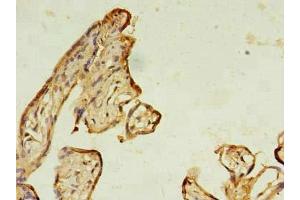 Immunohistochemistry of paraffin-embedded human placenta tissue using ABIN7167225 at dilution of 1:100 (RAB11B 抗体  (AA 2-215))